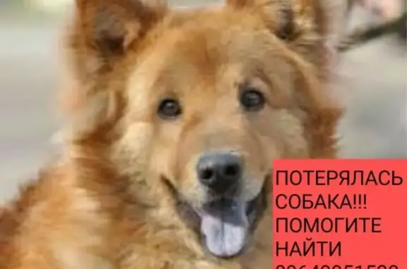 Собаки потеряшки, село Павловка, фото: Потеряшка пес Амур в селе Павловка, Саратовская область