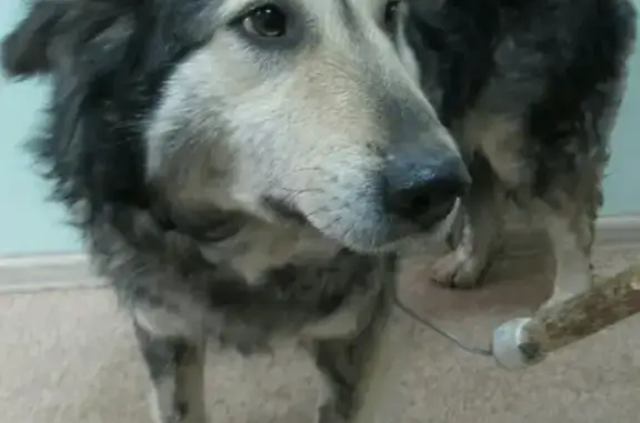 Пропала собака Линда в Тюмени, Велижанский тракт.