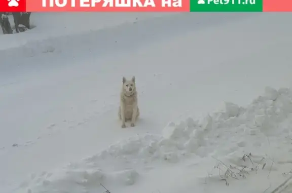 Пропала собака в Барабинске, окрас белый, похожа на лайку.
