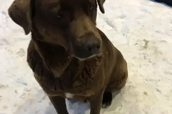 Пропала собака на Железнодорожной, Южно-Сахалинск