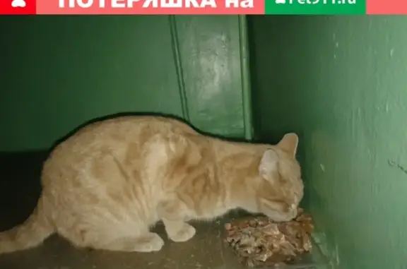 Найден упитанный золотистый кот в Магнитогорске