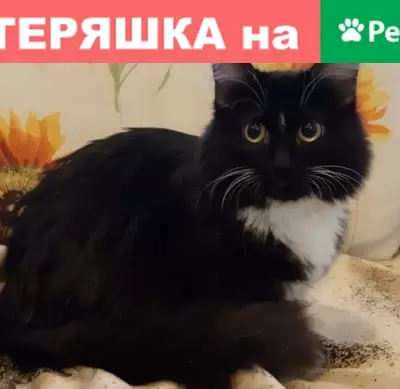 Найдена кошка на ул. Ленина 70, ищет дом