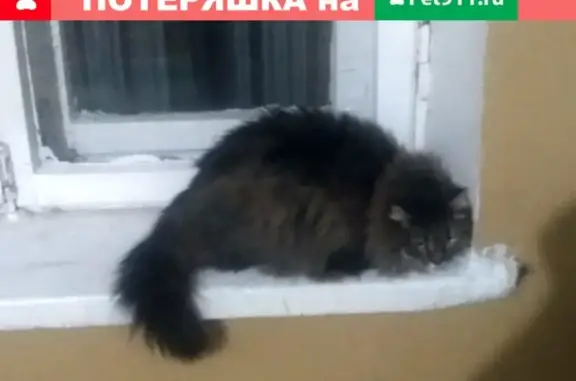 Найдена пушистая кошка в Обнинске