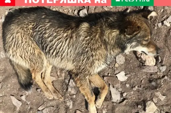 Собаки потеряшки, Зелёное, фото: Потеряшка собака Лайка в селе Зеленое, Республика Хакасия.