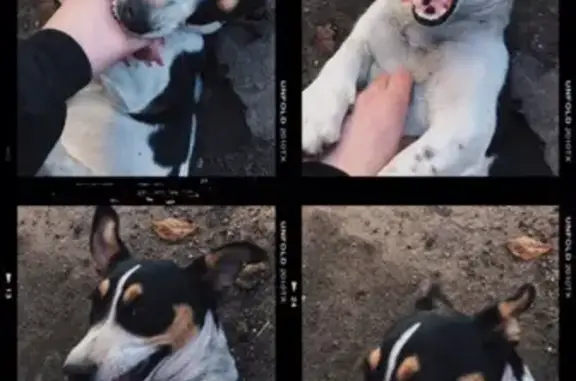 Пропала собака в Озёрах: джек рассел терьер, чёрная