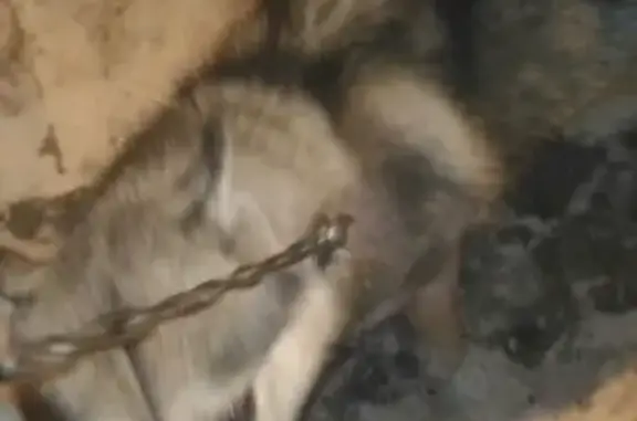 Найдена собака в Берёзовке без клейма