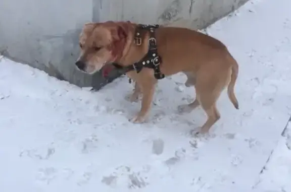 Найдена собака в Ангарске, ищем хозяина!