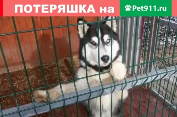 Собаки потеряшки, Днепровская, фото: Потеряшка собака Юта в ст. Днепровская, Краснодарский край