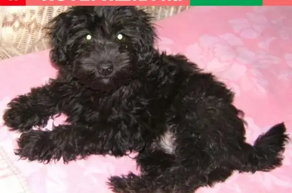 Пропала маленькая черная собачка в Еманжелинске!