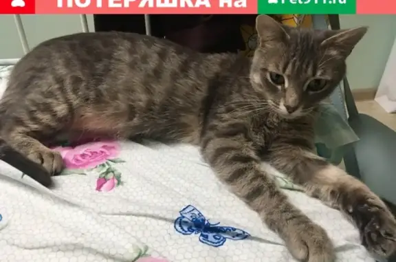 Найдена кошка на ул. Фрунзе, микрорайон Сходня