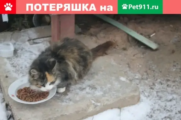 Найдена ручная кошка в ЛО, Садоводство Мшинская
