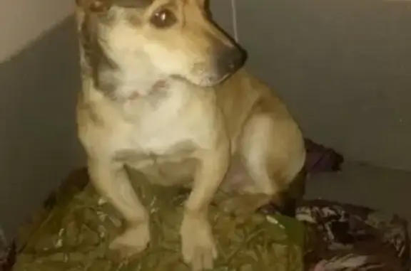 Найден пес в районе Школьной, Краснодар
