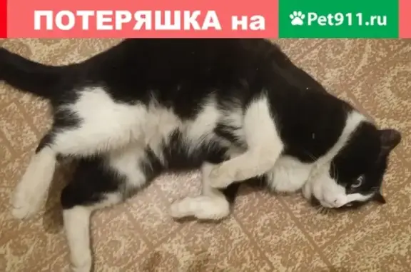 Найден мурчащий кот в Казани