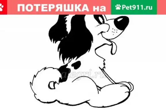 Найден щенок на Краснодонской улице