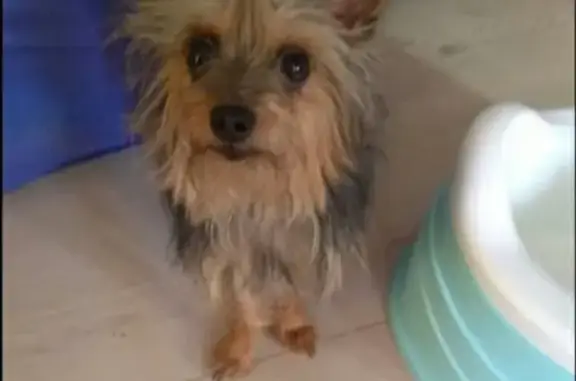 Пропала собака в Раменском МО, Йорк, без ошейника