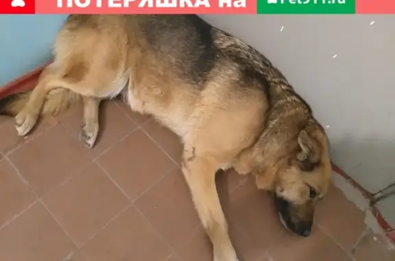 Собака прибилась к дому в Юбилейном районе, Краснодар