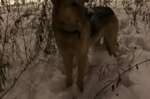 Найдена собака в Москве, бульвар Академика Ландау