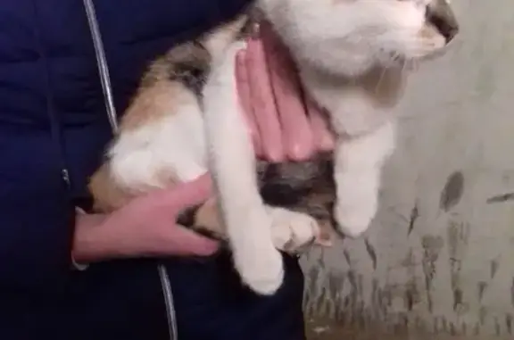 Найдена кошка на ул. Бойцов 9 Дивизии в Курске