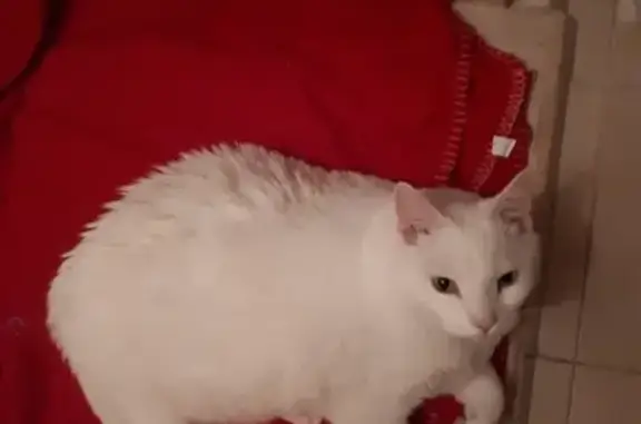 Найден толстый белый кот на пр. Королева