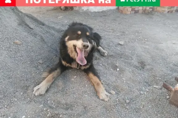 Пропала собака Хеф в Южноуральске