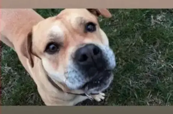 Собаки потеряшки, Славянск-на-Кубани (Краснодарский край), фото: Потеряшка собака в Славянске-на-Кубани