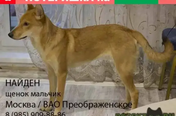 Найден пёсель в Преображенском районе Москвы