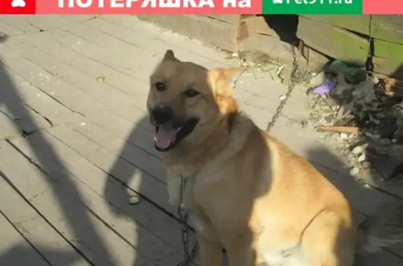 Объявления о пропавших и найденных животных, Мураши, фото: Пропала собака Грей в Мураши, Кировская область