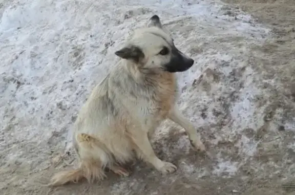 Найдена беременная собака возле ост. 19 микрорайона, нужна помощь!