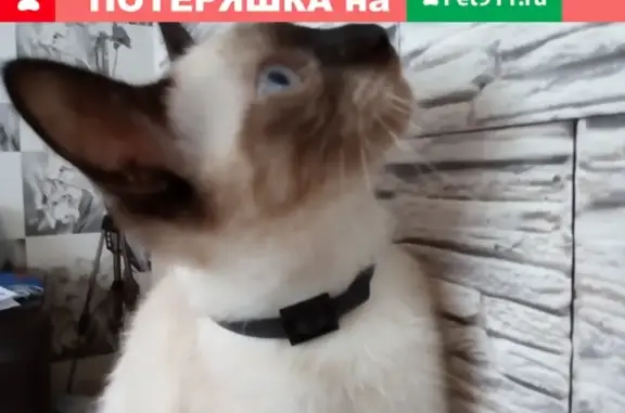 Пропала тайская кошка с ошейником в Покровске, Якутия