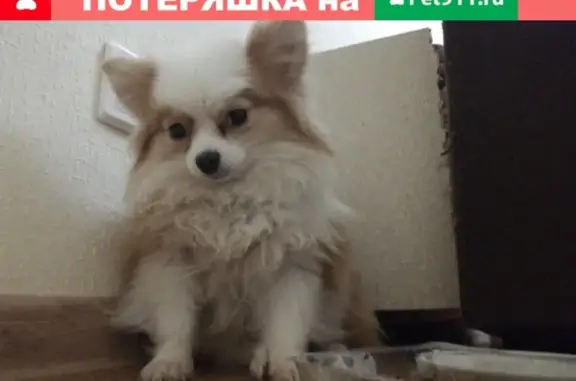 Найдена маленькая собака в Москве, СВАО