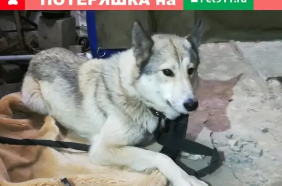 Найден молодой пес породы лайка в Лысково, Нижегородская область