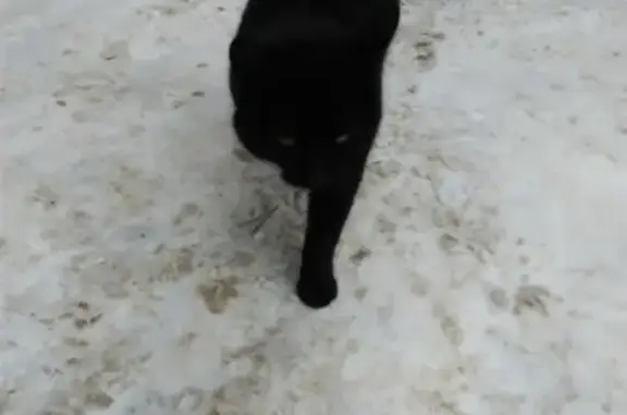 Найдена домашняя кошка в Калуге