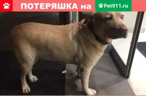Найдена собака в районе Лермонтова/Артема, тел. для связи