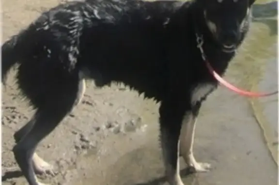 Пропала собака на ул. Гагарина, 39 в Мурманске