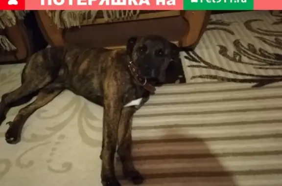 Собаки потеряшки, Алферово, фото: Потеряшка собака Граф в поселке Алферово, Республика Алтай