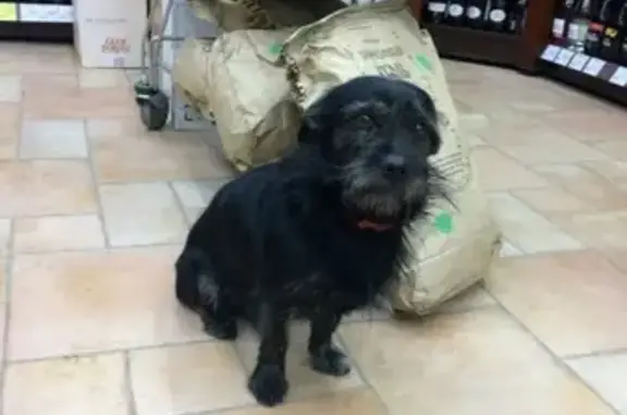 Найдена черная собака в Среднеуральске