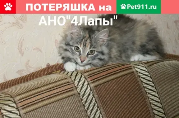 Найден котенок девочка возле 7 школы, Орловская область
