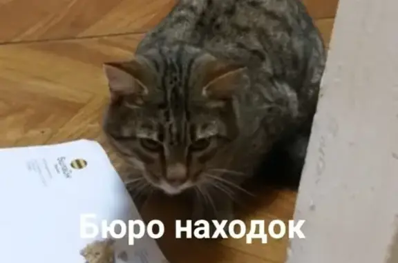Найден кот в Ильича-2, ищем хозяев