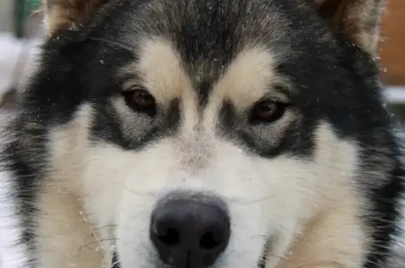 Пропала собака Байкал на 50 лет Октября, Вельск