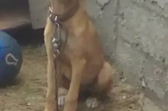 Пропала охотничья собака Вега в Алексеевке, Белгородская область