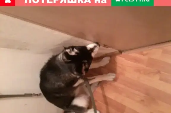 Собака хаски найдена на ул. 40-летия Победы в Челябинске