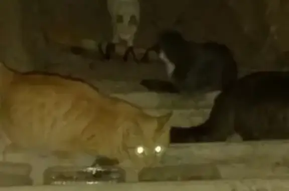 Найдены коты/кошки на ул. Некрасова, СПб