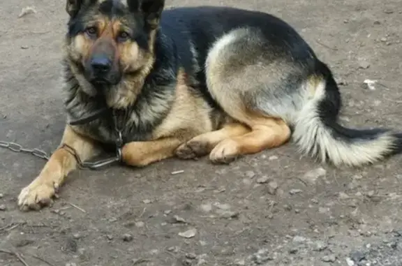 Пропала собака Рэй в Кимрах, Тверская область