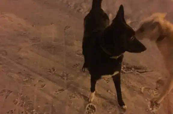 Найдена собака в Сергиевом Посаде, улица Даниила Чёрного