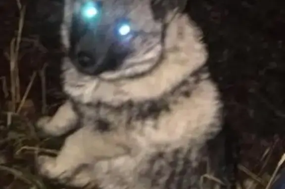 Пропала собака на Риж Губе в Мончегорске