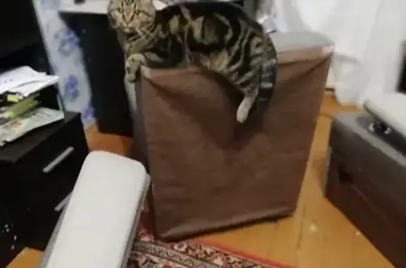 Кошки потеряшки, Кемерово, фото: Потеряшка кошка в Кировском районе, Кемерово