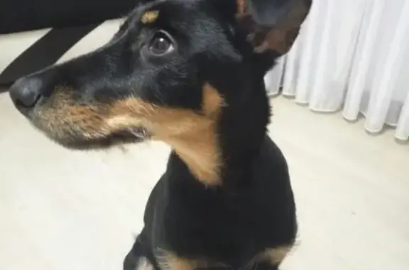 Найдена собака-щенок в Березниках, ищет хозяев (Мира 86)