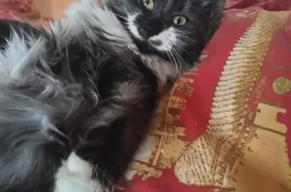 Найдена пушистая кошка в Краснодаре