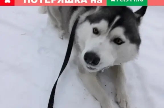 Пропала собака в Кургане, поселок Лесной