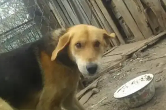 Собаки потеряшки, деревня Плоское, фото: Потеряшка собака в д. Плоское, Новгородская обл.